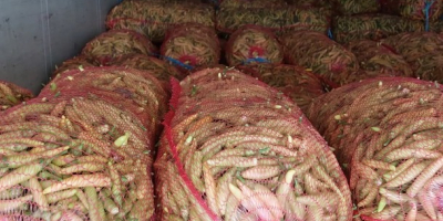 On offer from August to October are red pepper