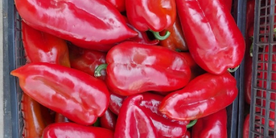 On offer from August to October are red pepper