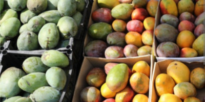 Vand mango egiptean ,cel mai bun din lume .Direct