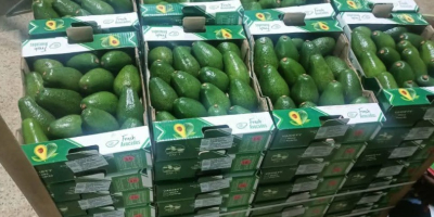 Vand mango egiptean ,cel mai bun din lume .Direct