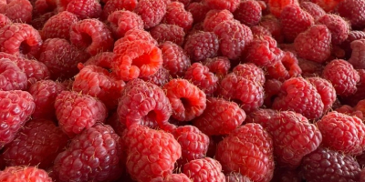 For sale: Extra raspberries 95/5, 90/10, blackcurrants double-cleaned electronically