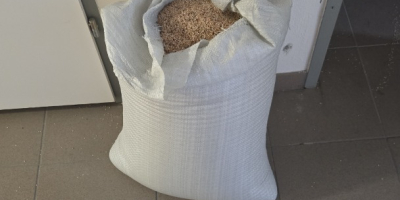 Unhulled sesame seeds - fresh, pure, wholesale. High quality,