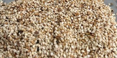 Unhulled sesame seeds - fresh, pure, wholesale. High quality,