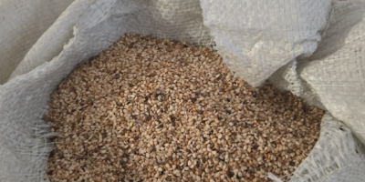 Unhulled sesame seeds - fresh, pure, wholesale. High quality,