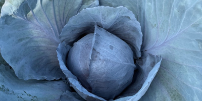 Verkäufer: Marcin Skrzypek Krakau, Polen +[telefon] ⸻ ✅ Rotkohl