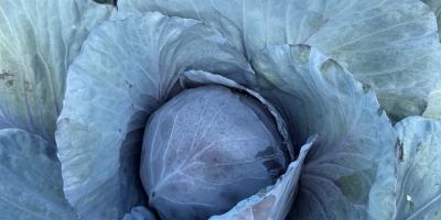 Verkäufer: Marcin Skrzypek Krakau, Polen +[telefon] ⸻ ✅ Rotkohl