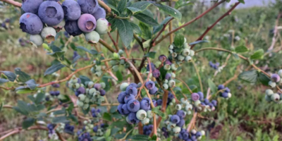 I am looking for 300-400kg of cultivated blueberries. I