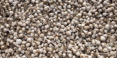 Large garlic 1.7 lej Small garlic 1.3 lej For