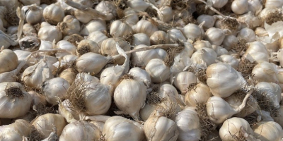 Large garlic 1.7 lej Small garlic 1.3 lej For