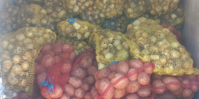 Продажа лука