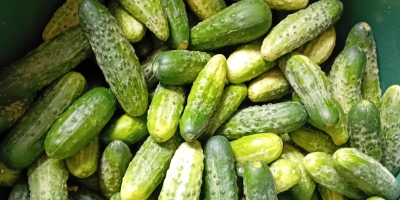 I am selling cucumbers from my own cultivation.