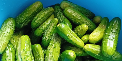 I am selling cucumbers from my own cultivation.