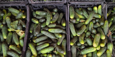 Field cucumbers tel [phone]