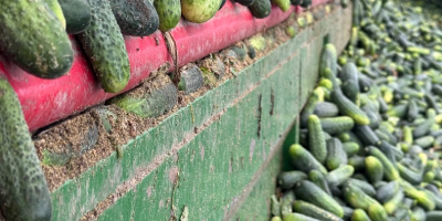 Field cucumbers tel [phone]