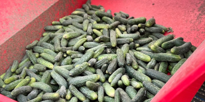 Field cucumbers tel [phone]