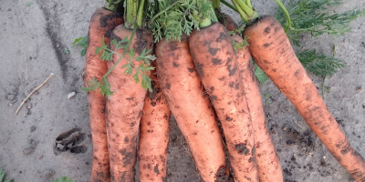 I will sell carrots, size 4+, healthy, long, truck