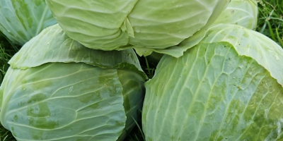 I am selling shredded cabbage or cabbage heads, varieties