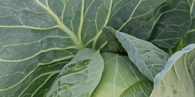 I am selling shredded cabbage or cabbage heads, varieties