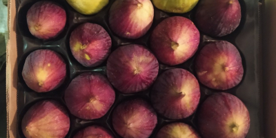 Vând smochine naturale ambalate și refrigerate. Dacă sunteți interesați,