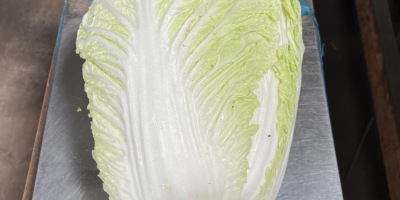 I have industrial Chinese cabbage for sale, ranging from