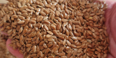 We offer Organic-biosuisse oat, 50 tonns, high quality, price