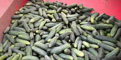 I&#39;m selling bulk field cucumbers. 1-10 tons per day.
