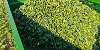 I&#39;m selling bulk field cucumbers. 1-10 tons per day.