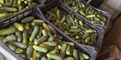I&#39;m selling bulk field cucumbers. 1-10 tons per day.