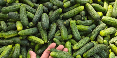 I&#39;m selling bulk field cucumbers. 1-10 tons per day.