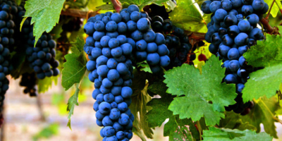 We have select Primitivo, Falanghina, and Aglianico grapes, grown