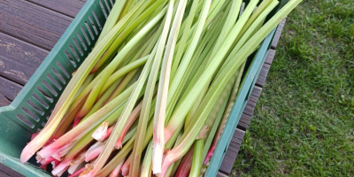 I will sell rhubarb leader about 500 kg