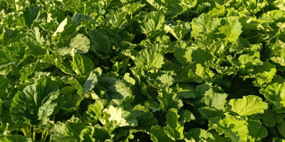 I will sell rhubarb leader about 500 kg