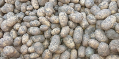 For sale: 250 tons of Fontane potatoes, class 35+.