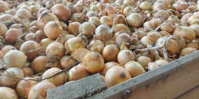 I WILL SELL ONIONS, CALIBER 4.5+ / 7. CAN