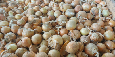 I WILL SELL ONIONS, CALIBER 4.5+ / 7. CAN