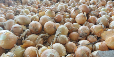 I WILL SELL ONIONS, CALIBER 4.5+ / 7. CAN
