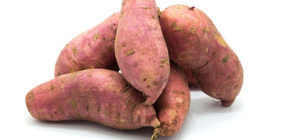 Fresh Eggplant From Egypt Farm Related products includes Brinjal,