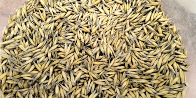 I will sell oats from the 2025 harvest, bingo