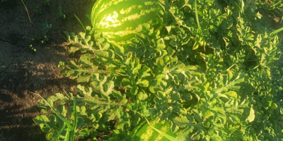 I sell watermelons, Sais professional variety, small and large
