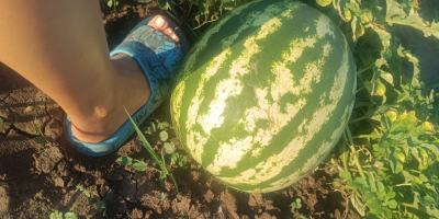 I sell watermelons, Sais professional variety, small and large