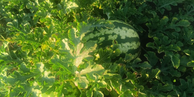I sell watermelons, Sais professional variety, small and large