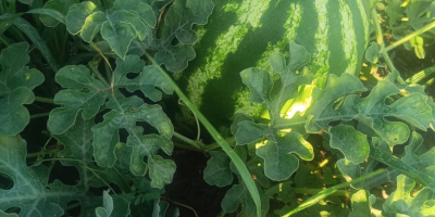 I sell watermelons, Sais professional variety, small and large