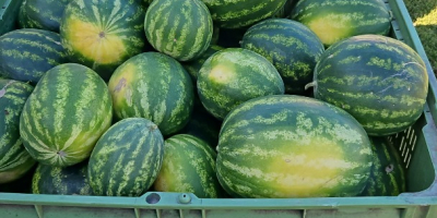 Polish watermelon varieties for sale: Melia and Tigrimini. Available
