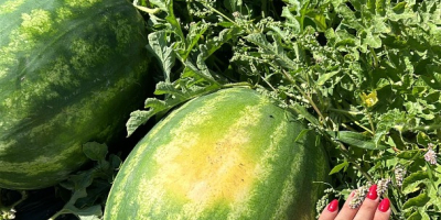 Polish watermelon varieties for sale: Melia and Tigrimini. Available