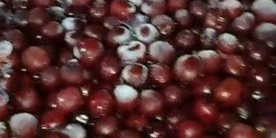 Unpitted frozen sour cherries MOQ: 1FTL ( 22 Ton)