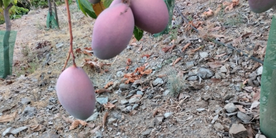 Organic mangoes from the Axarquia region for sale, from