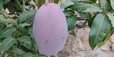 Organic mangoes from the Axarquia region for sale, from