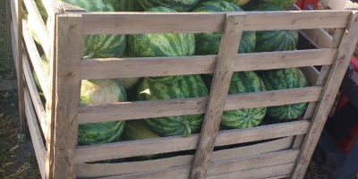 DE VÂNZARE! Pepene verde polonez, foarte dulce. Preț negociabil.