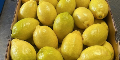 Limoni Eureka confezionati e pronti per la consegna