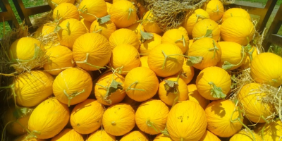 Siamo un&#39;azienda dedicata alla commercializzazione di prodotti agricoli in